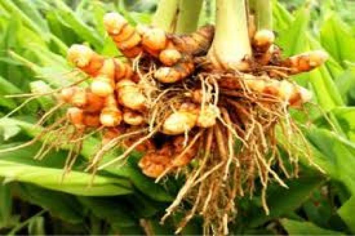 அறுவடைக்கு தயாராகும் மஞ்சள் கிழங்குகள். 
