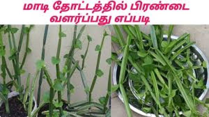 மாடி தோட்டத்தில் பிரண்டை வளர்க்க.....