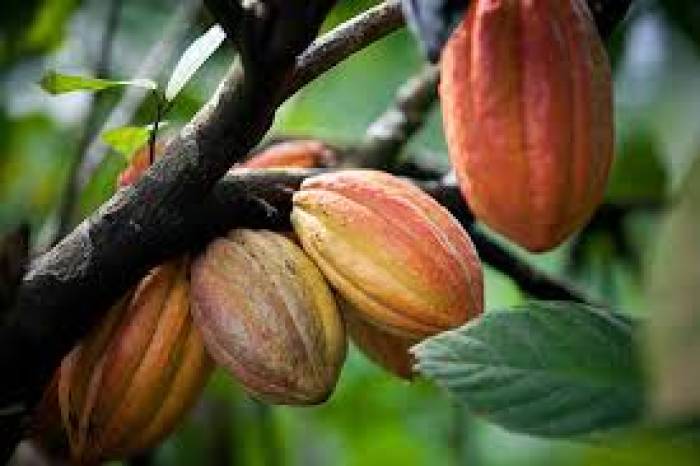 சாக்லெட் தயாரிப்பில் பயன்படும் கோகோ தாவரம்.