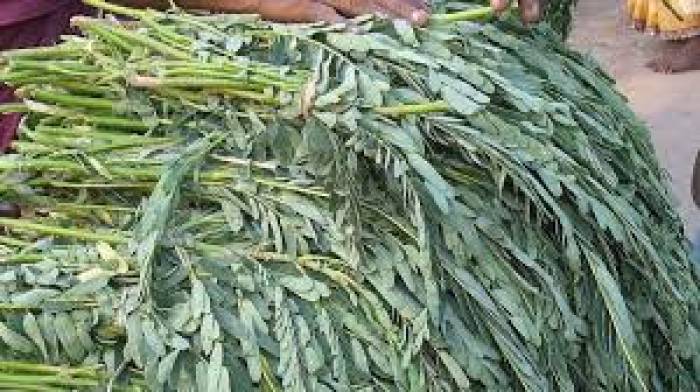 உடல் உஷ்ணத்தைக் குறைக்கும் அகத்திக் கீரை.