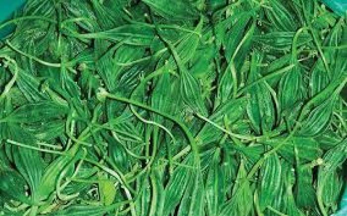 மருத்துவ குணங்கள் நிறைந்த அதலைக்காய்,