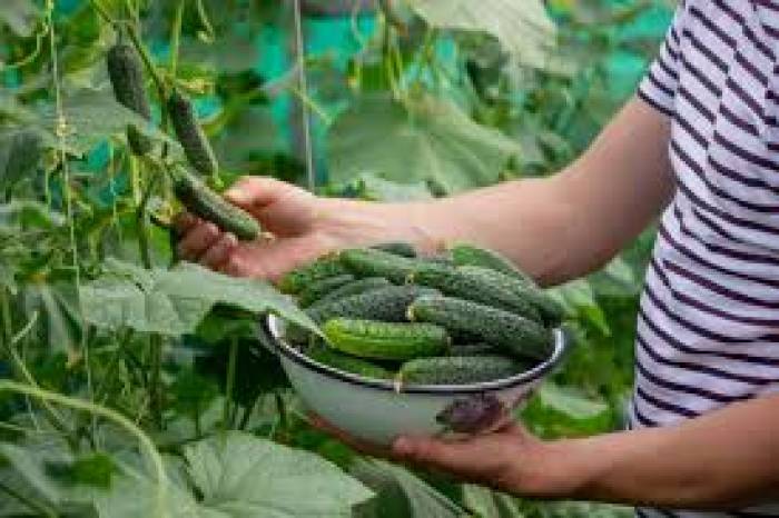 மாடித்தோட்டத்தில் வெள்ளரிக்காய் பயிரிடும் முறை.