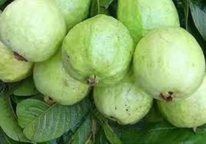 நோய் எதிர்ப்பு சக்தியைக் கூட்டும் கொய்யாப்பழம்.