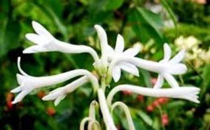 சம்பங்கி பயிரிடும் முறை.