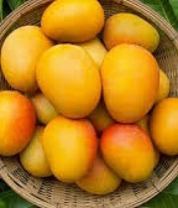 மாம்பழங்களின் வரத்து அதிகரித்து உள்ளது, ராஜபாளையம் பகுதிகளில் …..