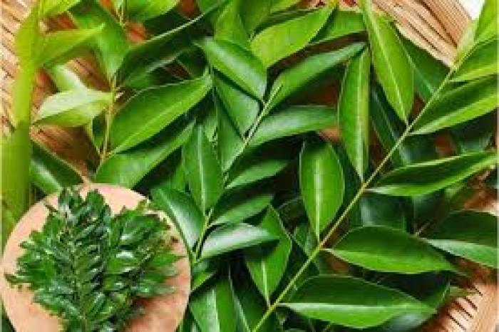 கல்லீரலில் தங்கியுள்ள நச்சுக்களை வெளியேற்றும் கறிவேப்பிலை.