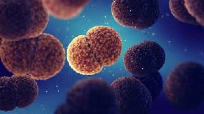 ஒரே நாளில் உயிரை பறிக்கும்'Meningococcal B' எனப்படும் பாக்டீரியா .
