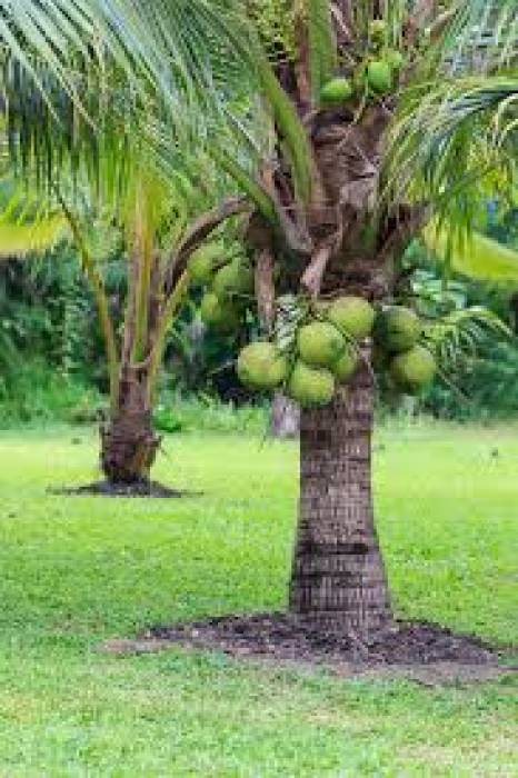 காலில் தண்ணீர் குடிப்பான், தலையில் முட்டையிடுவான். 