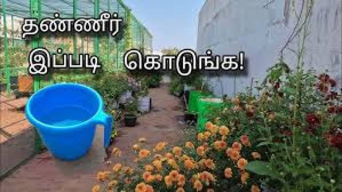 செடிகளுக்கு தண்ணீர் ஊற்றும் சரியான நேரம் & முறை.
