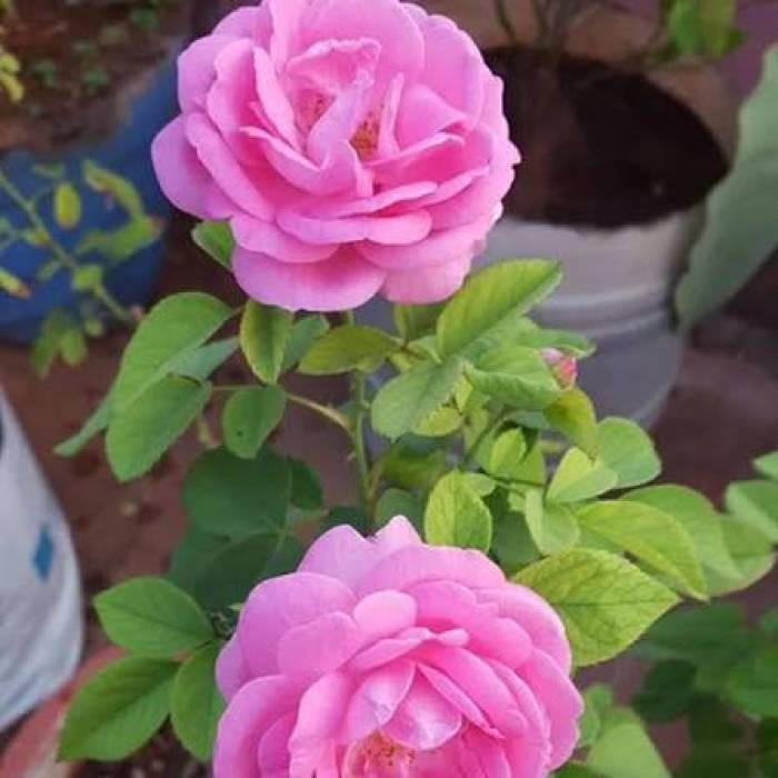 சரும பொலிவு மற்றும் நிறம் மேம்பட பன்னீர் ரோஸ் (Paneer Rose) .