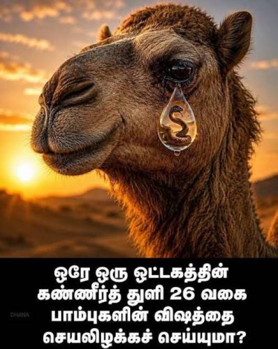 ஒட்டகத்தின் கண்ணீரில் கொடிய பாம்பு விஷத்தை முறிக்கும் ஆன்டிபாடிகளா?
