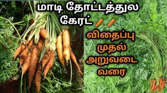 மாடித் தோட்டத்தில் கேரட் வளர்ப்பது எப்படி?