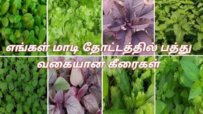 மாடித் தோட்டத்தில் எளிதாக வளர்க்கக் கூடிய முக்கிய கீரை வகைகள்.