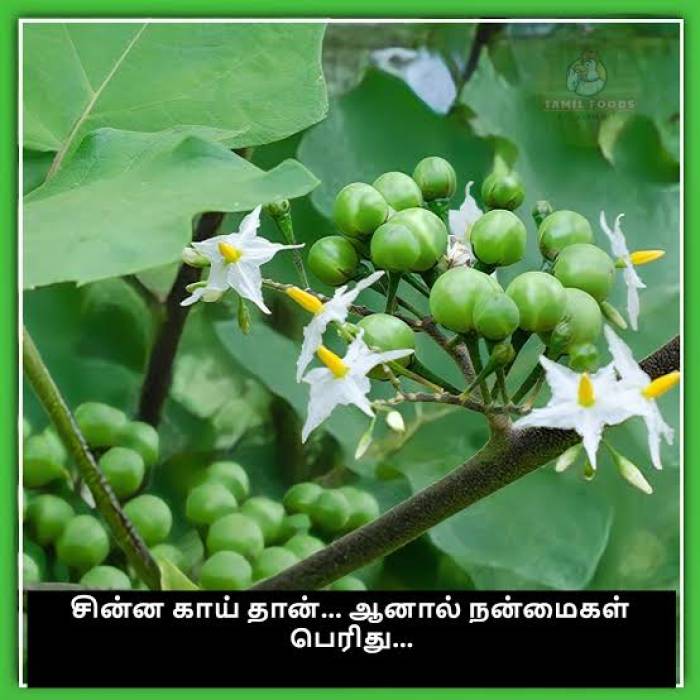 வயிற்றுப் புழுக்களை அழிக்கும் சுண்டைக்காய்: மருத்துவ நன்மைகள்!