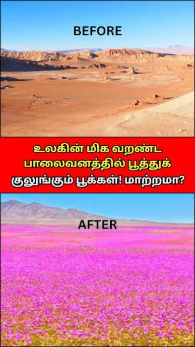 . சிலியின் அடகாமா பாலைவனத்தில் மலர்ந்த வண்ணப் பூக்கள்!