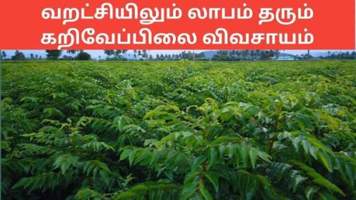 கறிவேப்பிலை சாகுபடி.